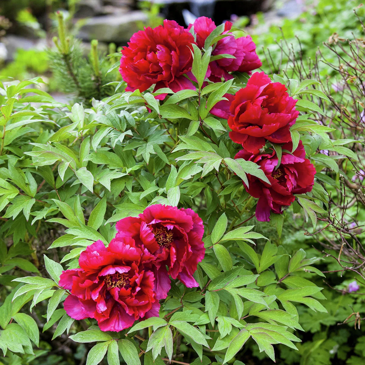 Duftpfingstrose General McMahon