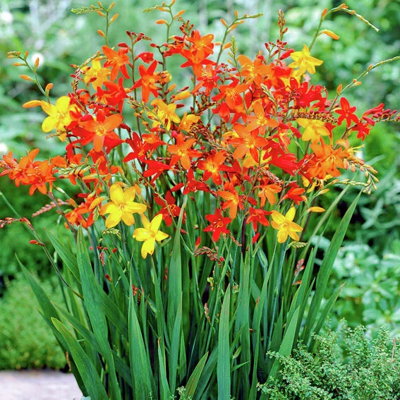 Garten-Montbretien-Mischung