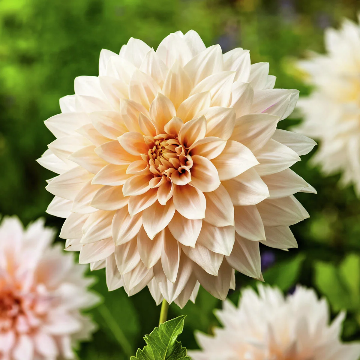 Schmuckdahlie Cafe au Lait