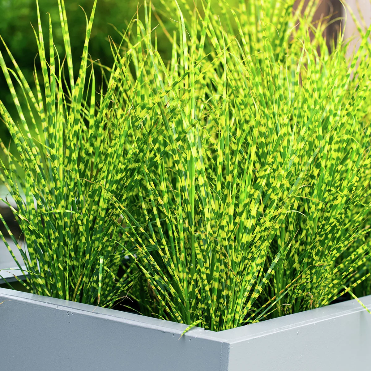 Tigergras, im ca. 9 cm-Topf