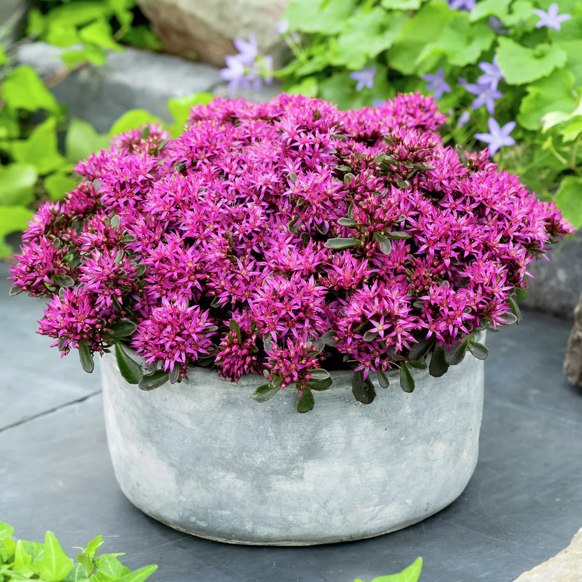 Teppich-Fetthenne, pink