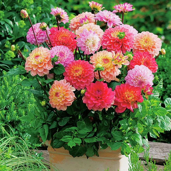 Prinzessinnen-Dahlien-Mischung