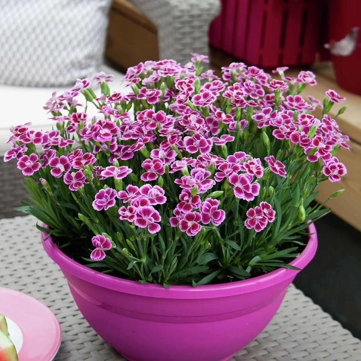 Prinzess-Nelke Pink Kisses(R)