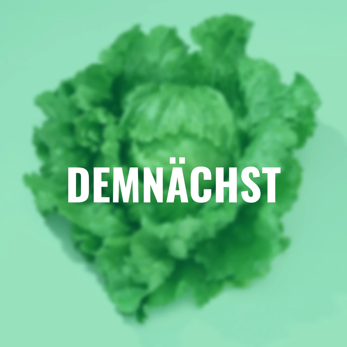 Saatgut-Holzbox Salatvielfalt, 7 Saatgut-Sorten