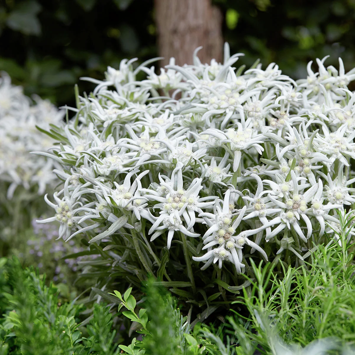 Edelweiß Blossom of Snow