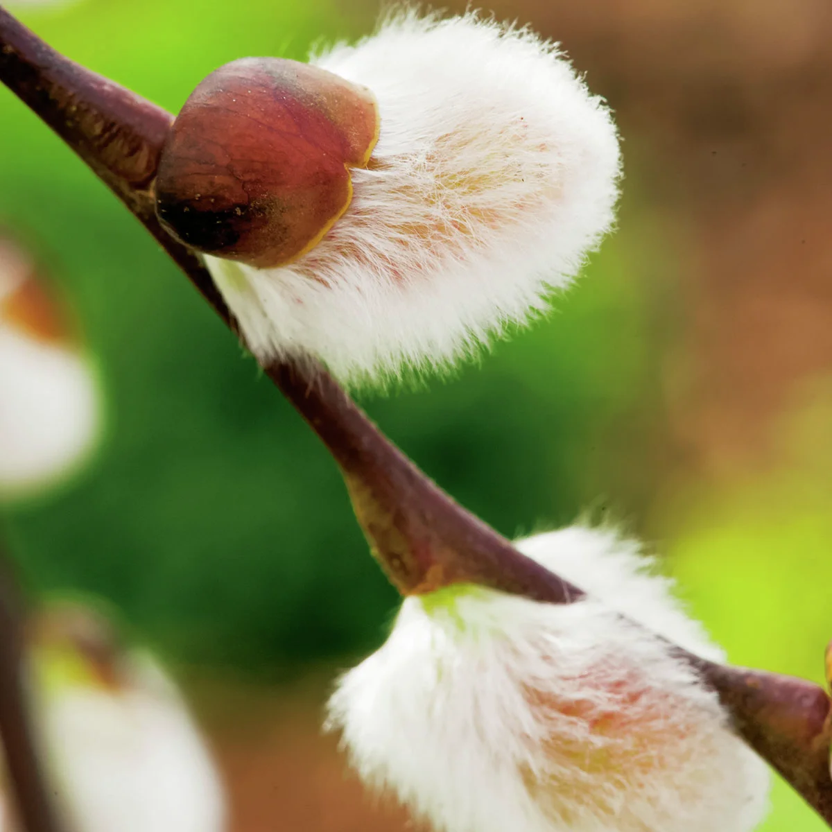 Hängende Kätzchenweide