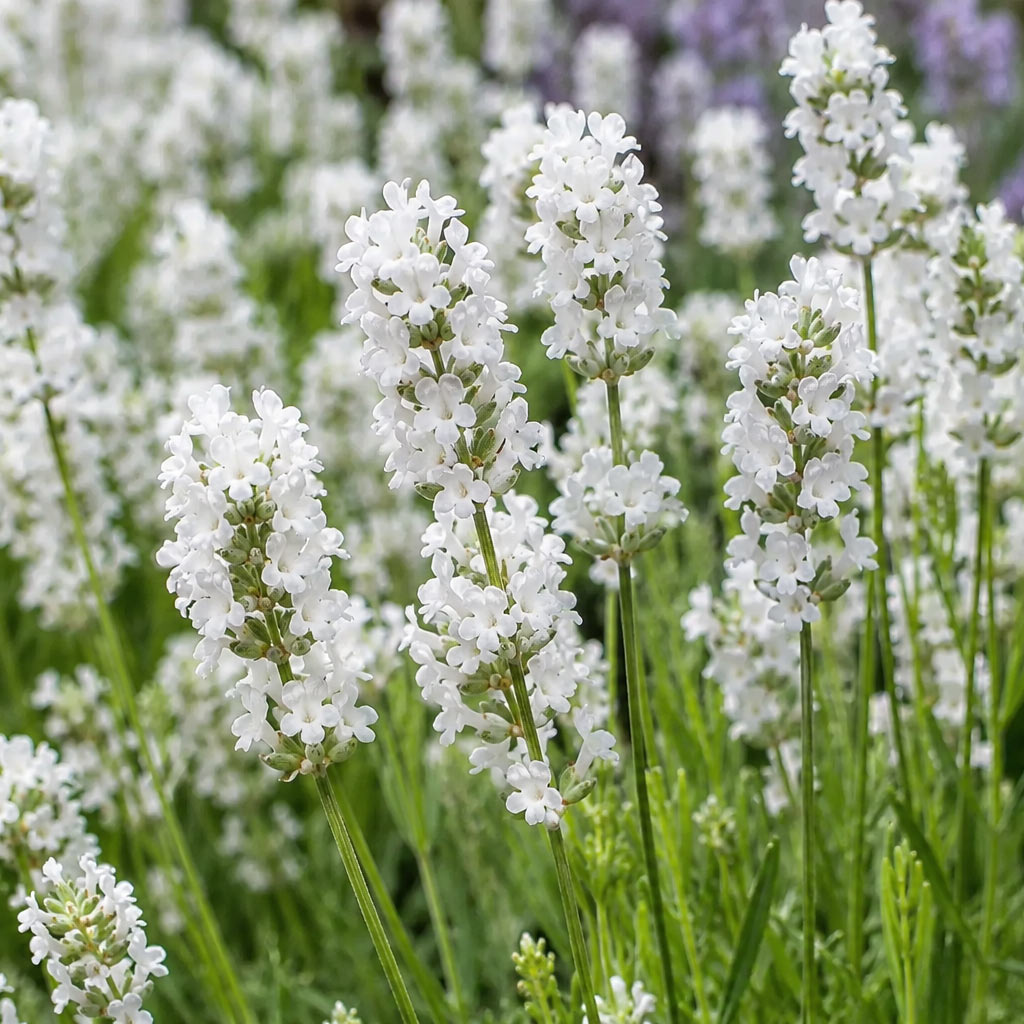 Englischer Lavendel Arctic Snow