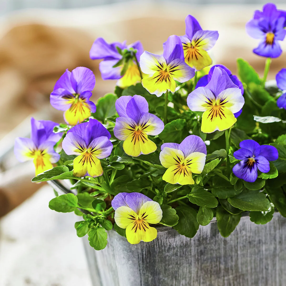 Mini-Hornveilchen Ice Babies® Blue with Yellow