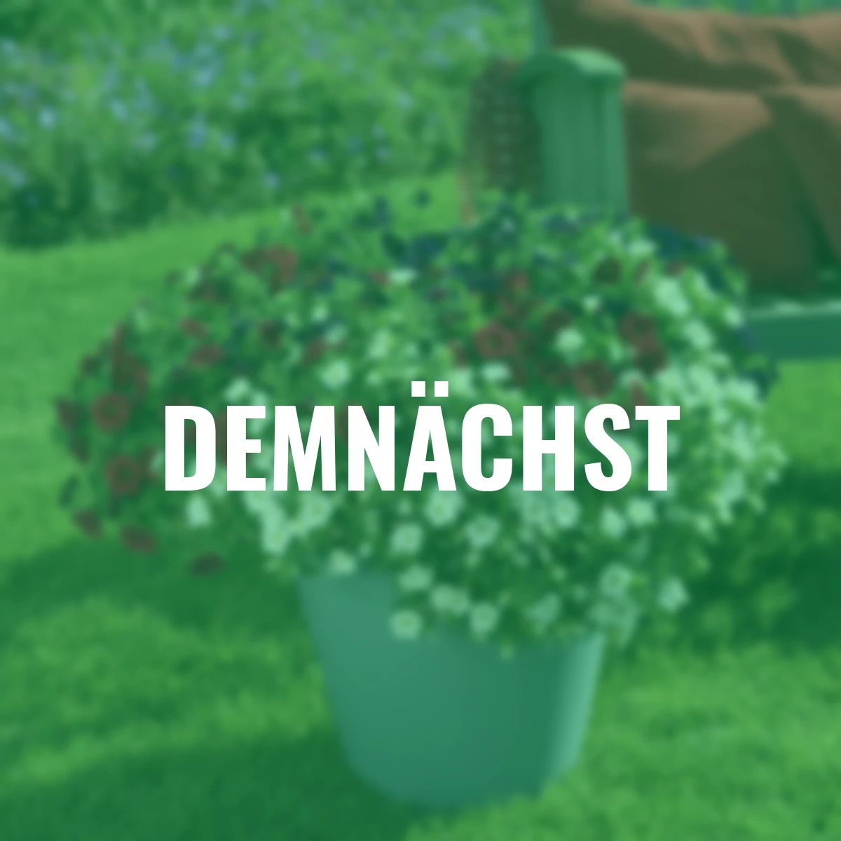 Zauberglöckchen Tricolor, Ampel