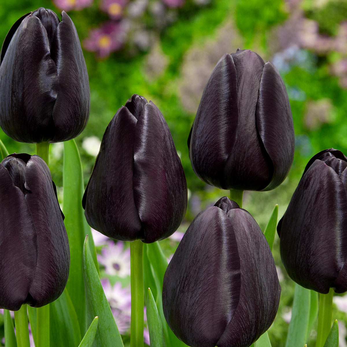 Tulpe Queen of Night