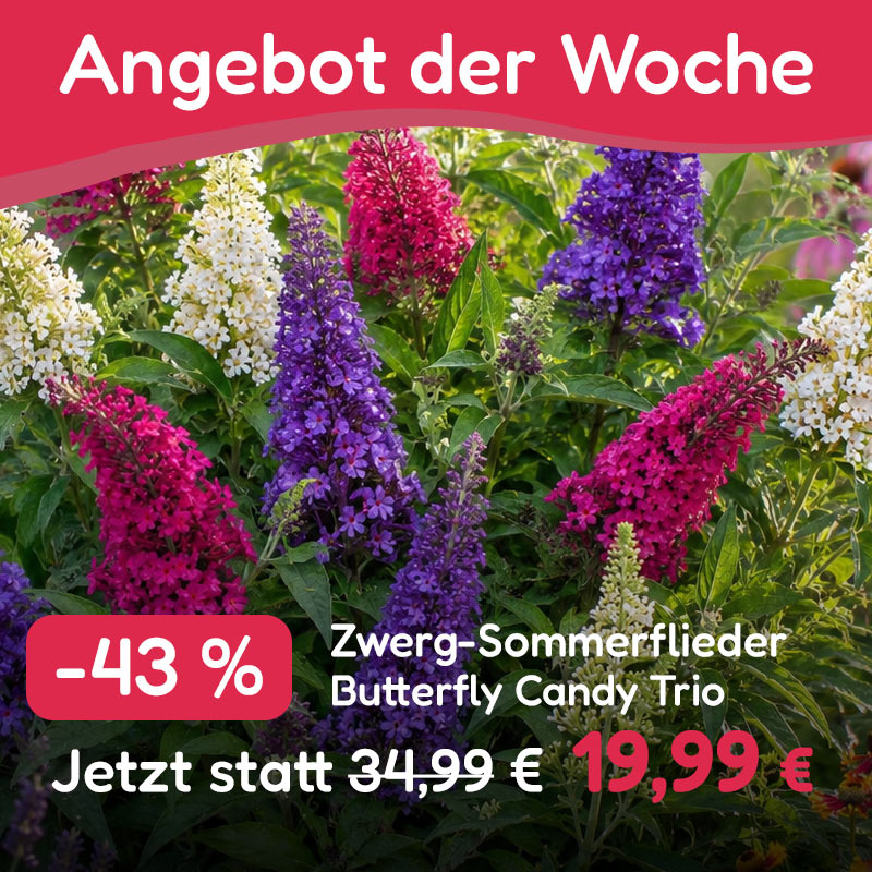 Gratis-Aktion