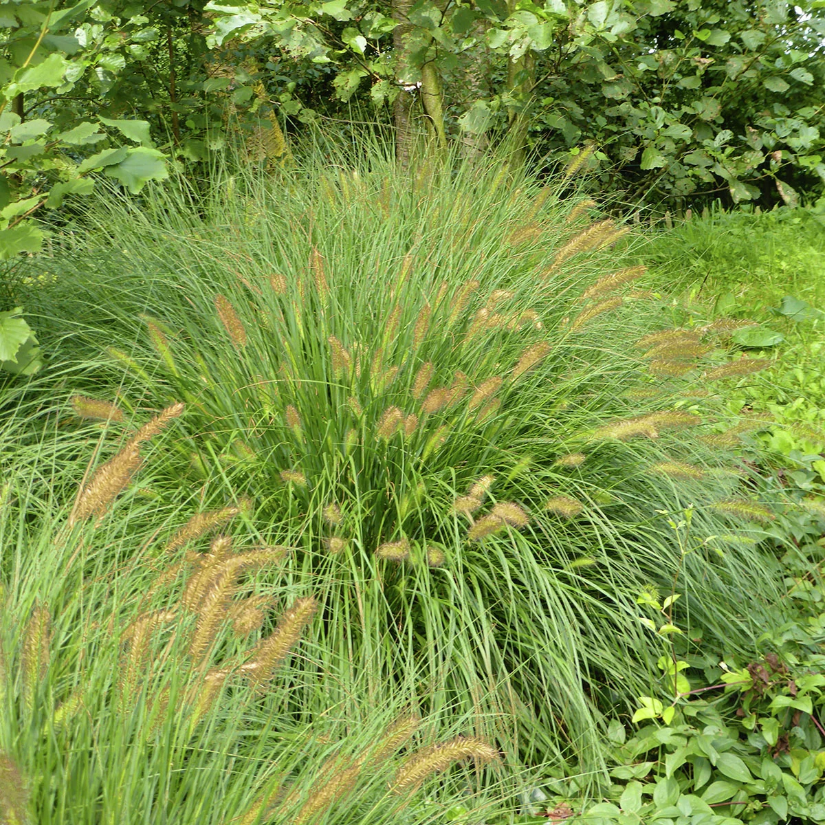 Lampenputzergras Hameln, im ca. 19 cm-Topf