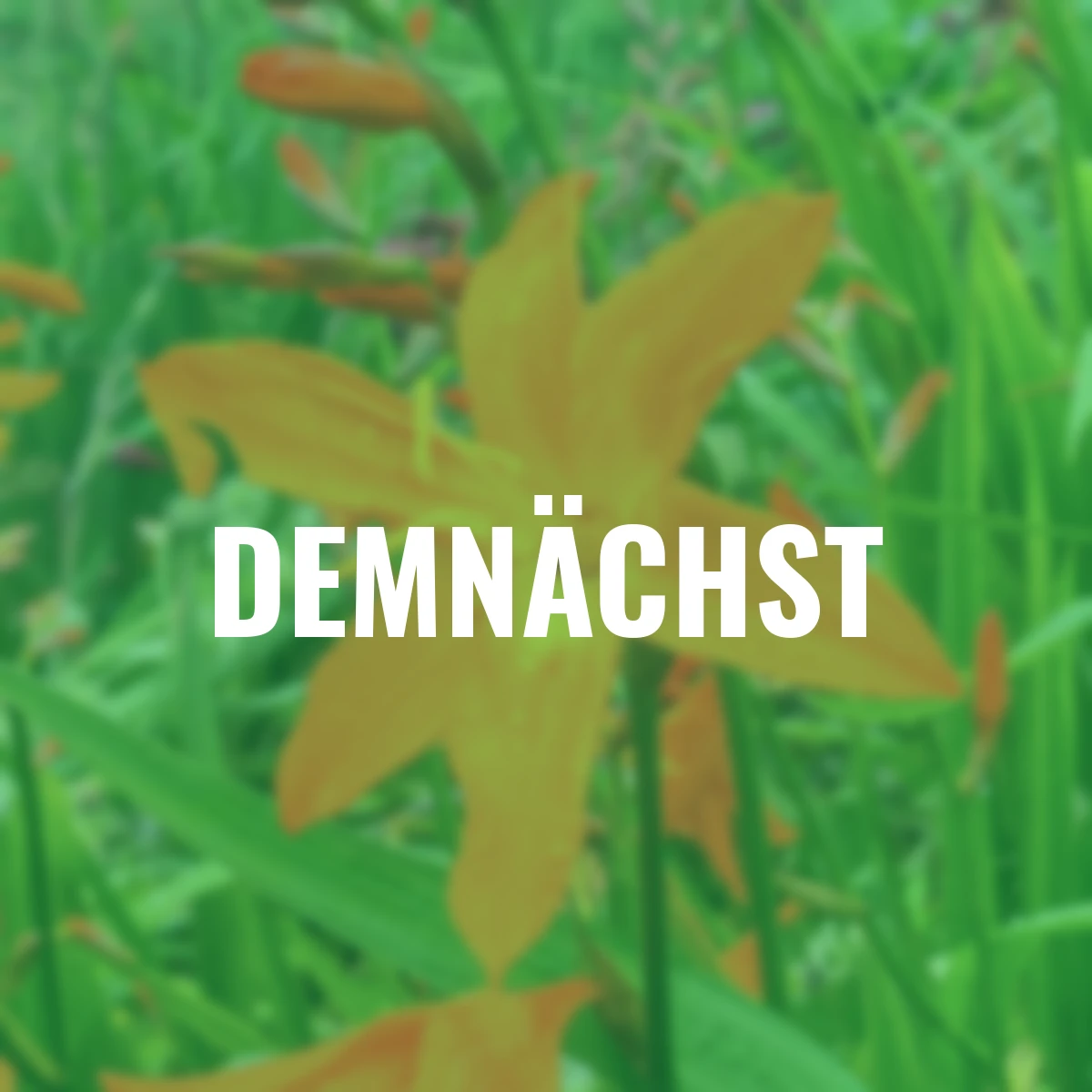 Montbretie Star of the East