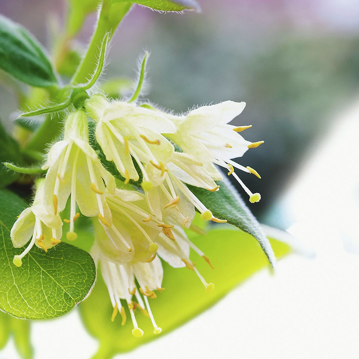 Lenzbeere® Maiengruß