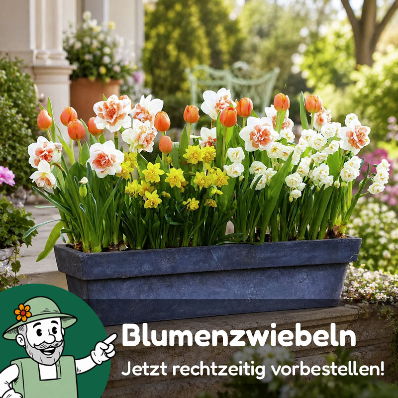 Stauden in XL-Qualität bei Gärtner Harry