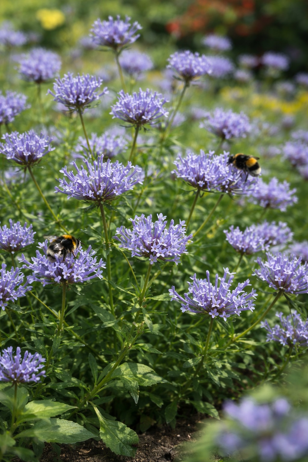 Orientalischer Waldmeistersamen