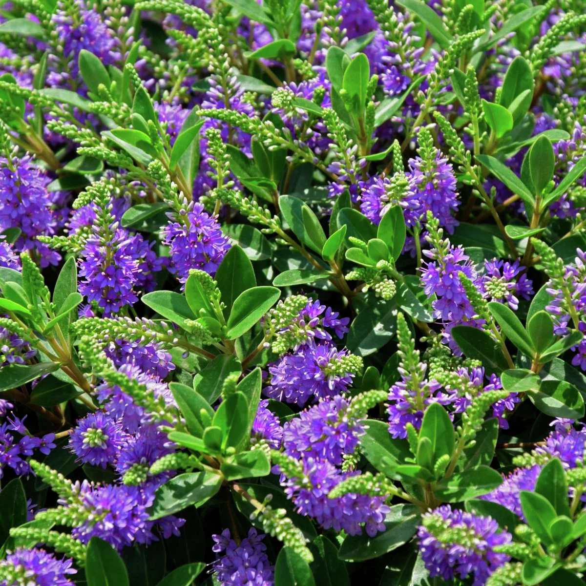 Blaue Strauchveronika