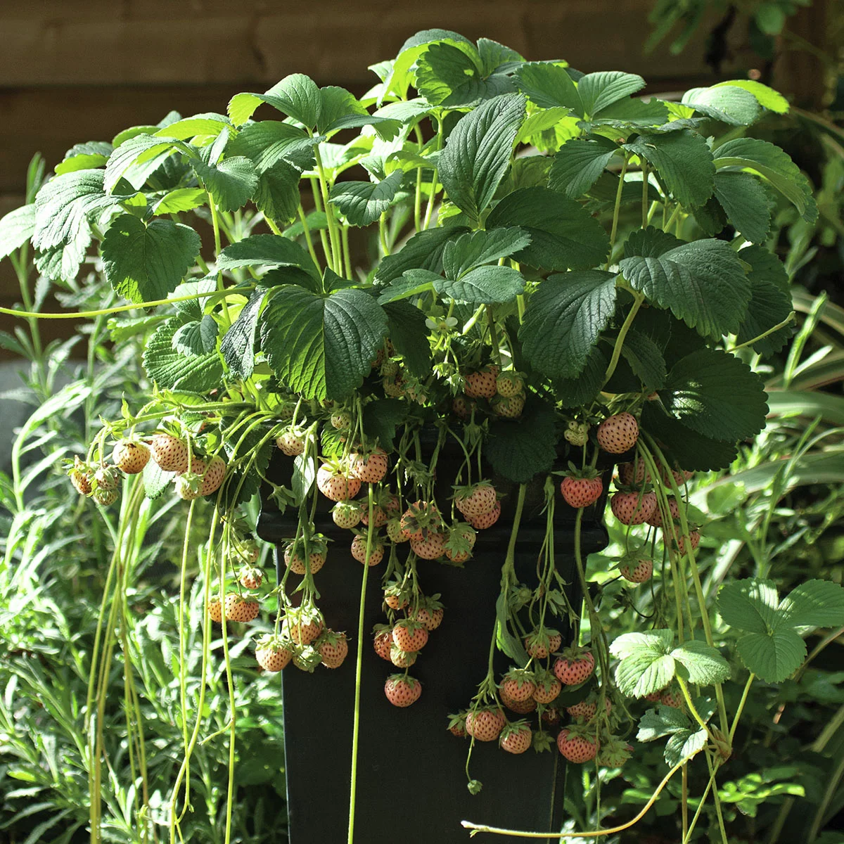 Ananas-Erdbeere Pineberry Snow White