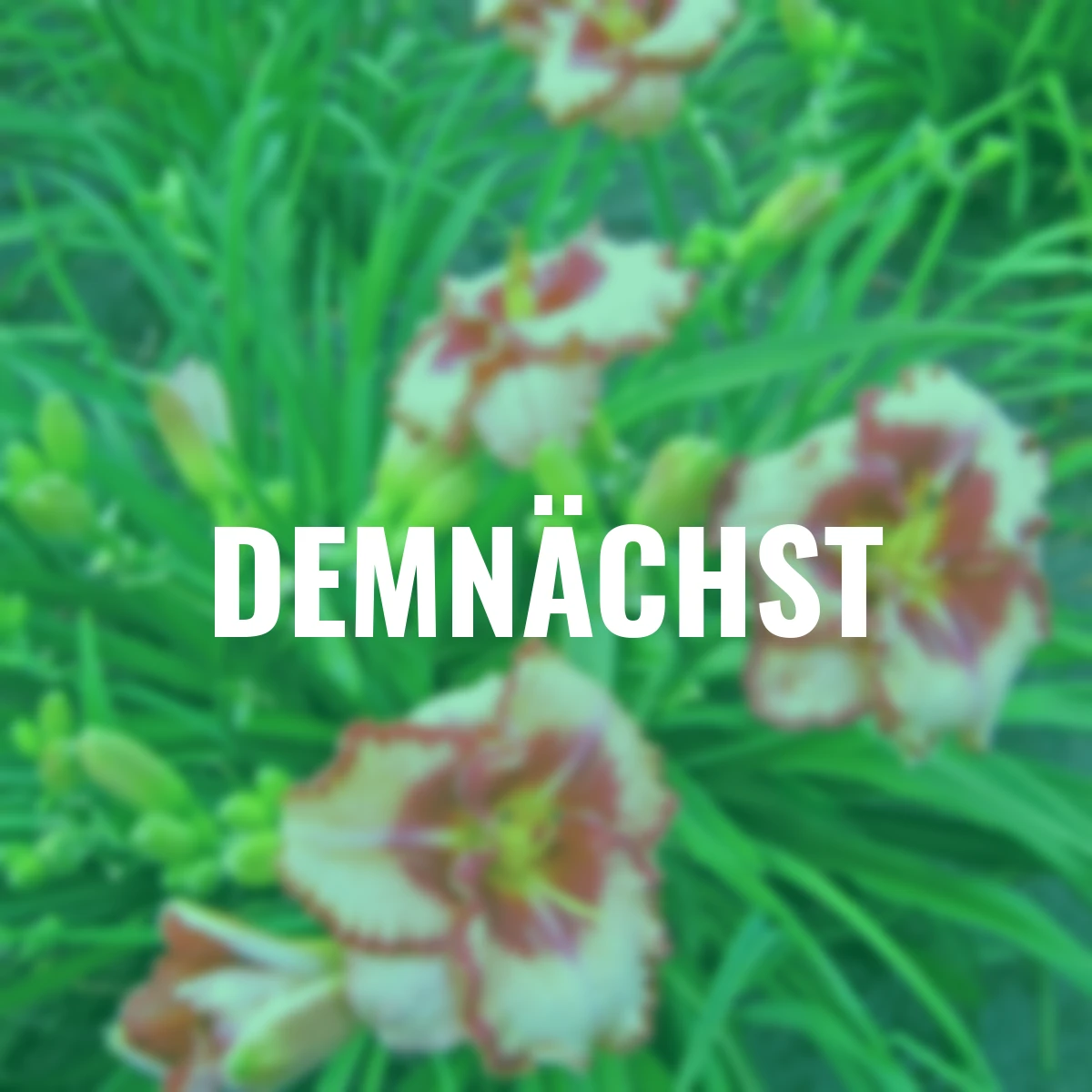 Taglilie Lies & Lipstick