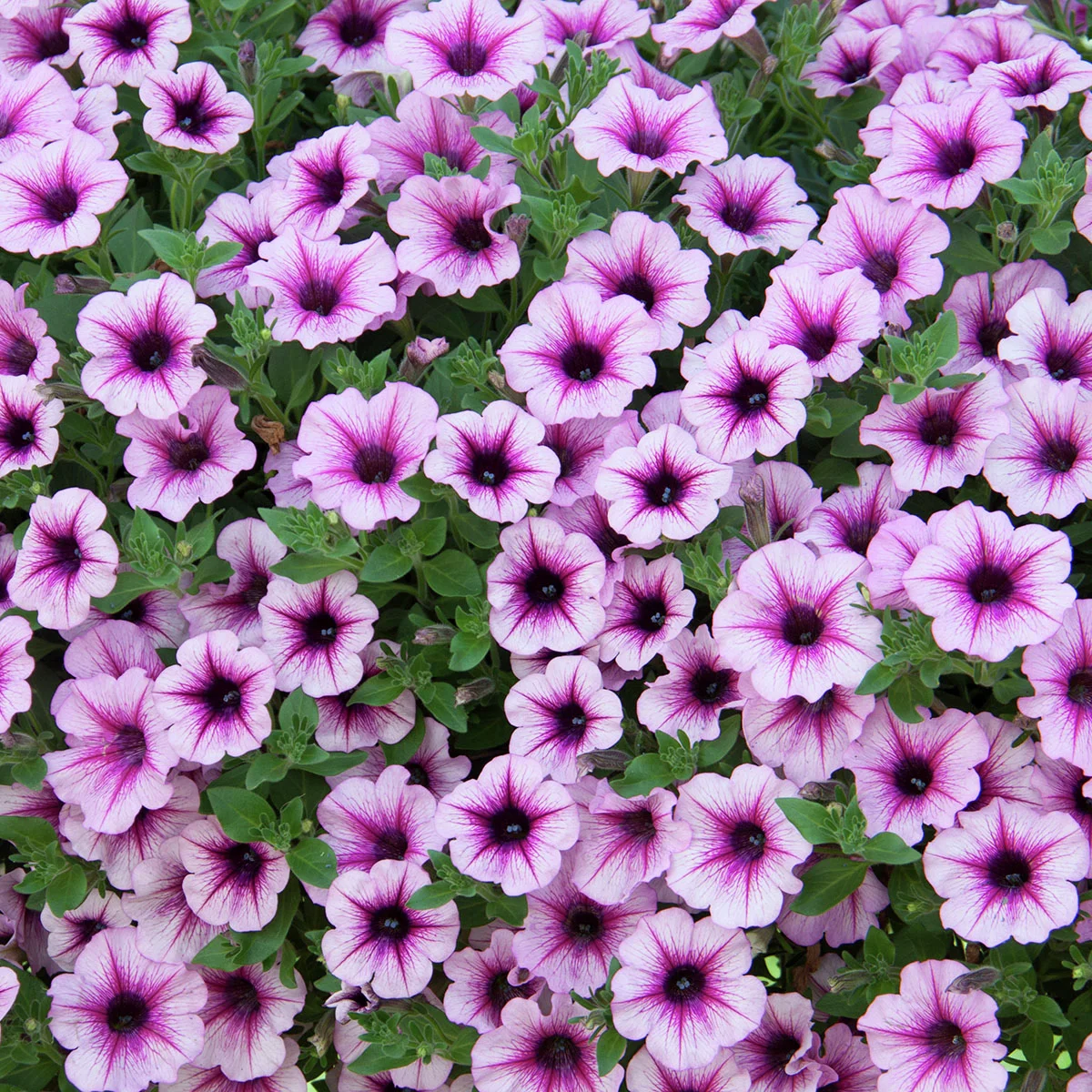 Riesenhängepetunie AlpeTunia® Pink Vein