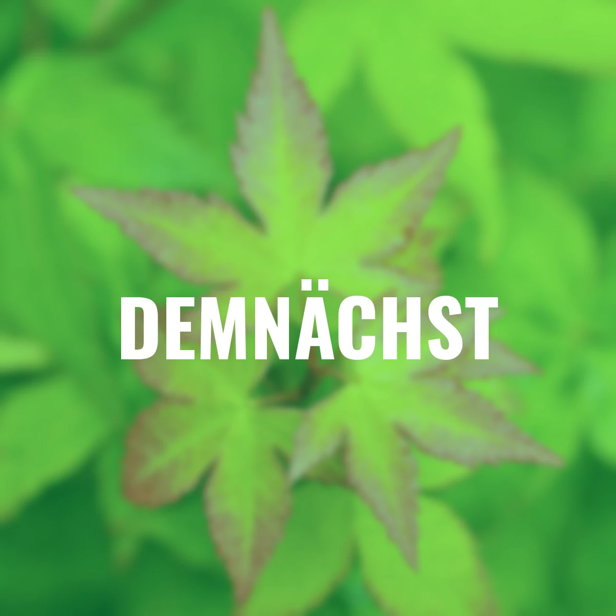 Fächer-Ahorn Little Princess