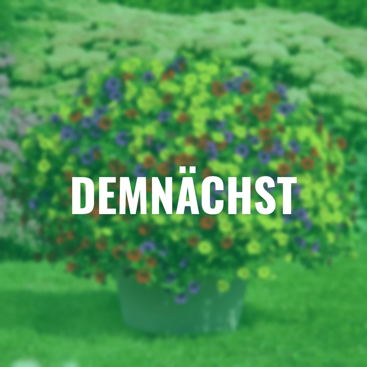 Zauberglöckchen Trixi® Bolero, Blumenampel