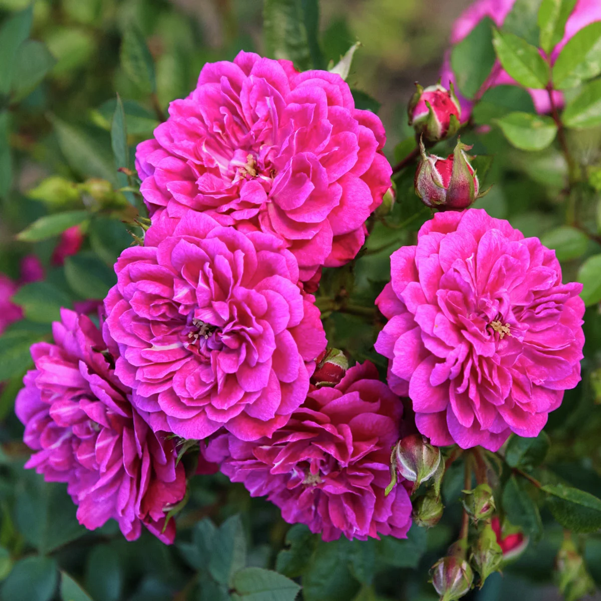 Bodendeckerrose Purple Rain®