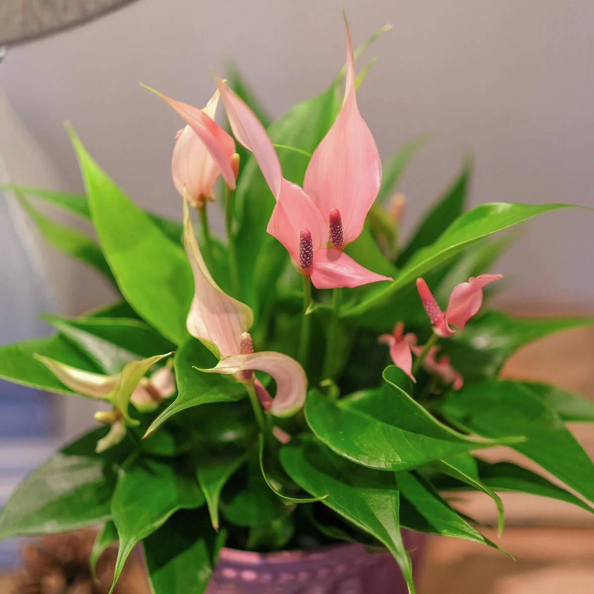Flamingoblume Lilli, Höhe ca. 30 cm