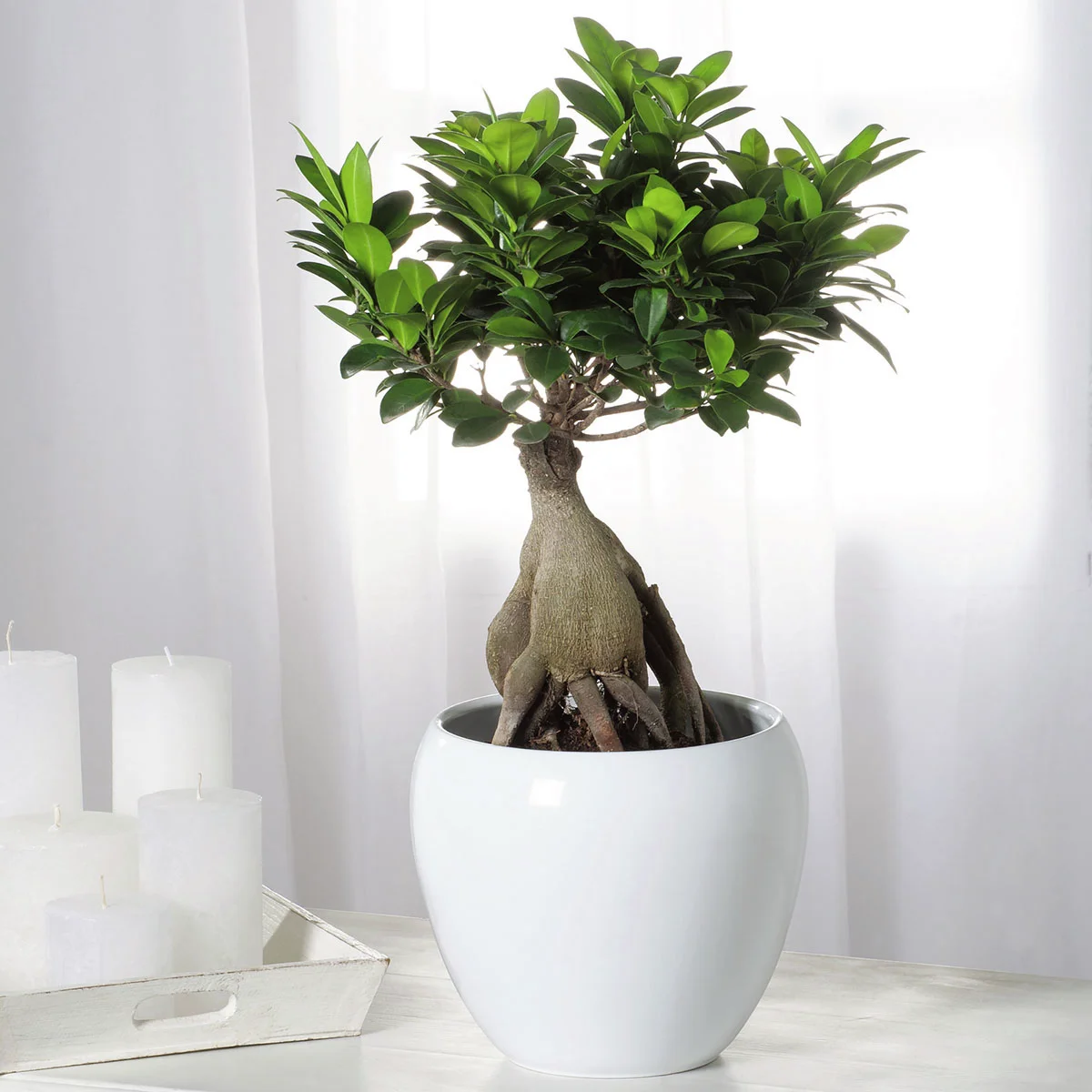 Ficus Ginseng, Höhe ca. 40-60 cm