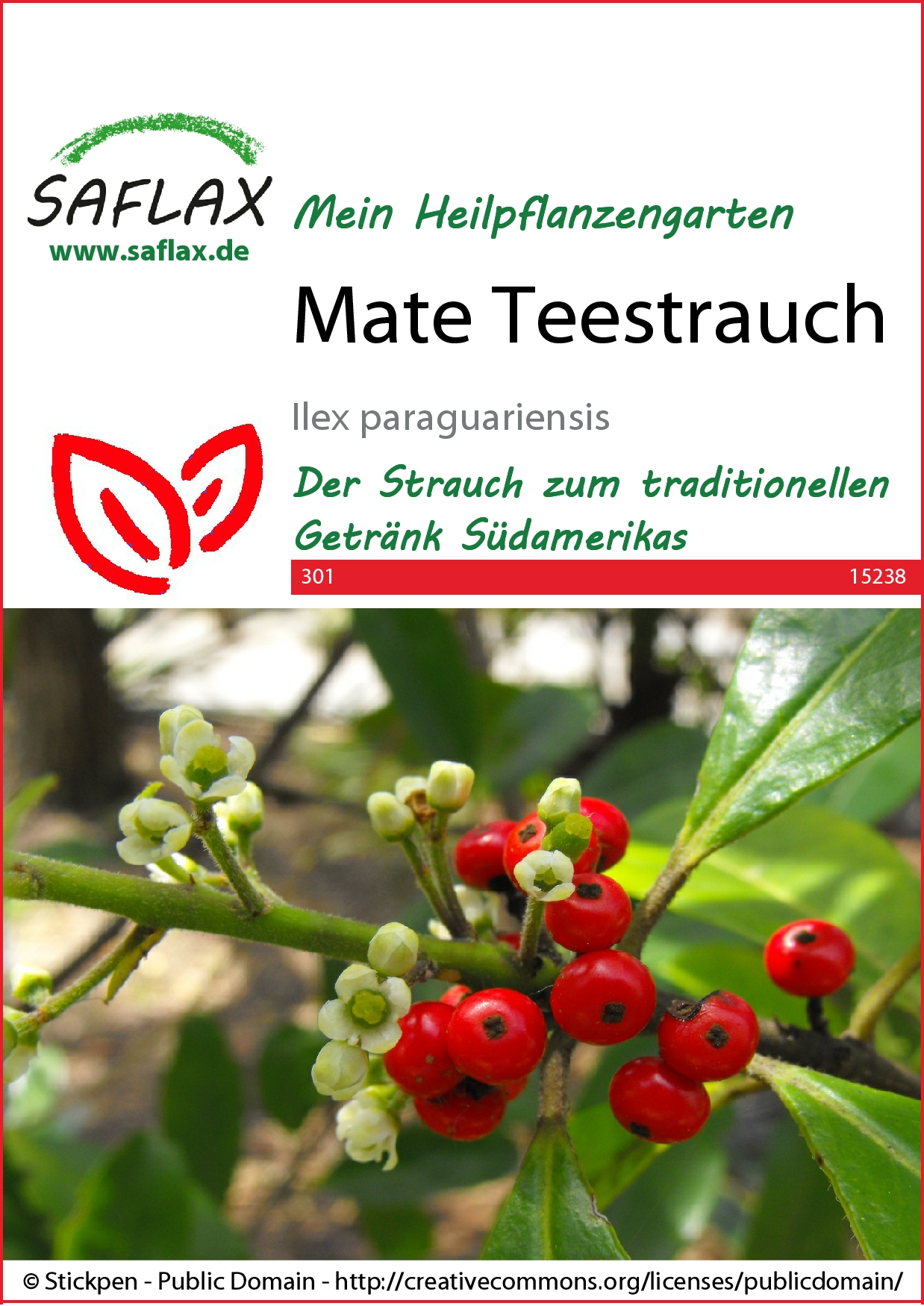 Mate Teestrauch - Samen