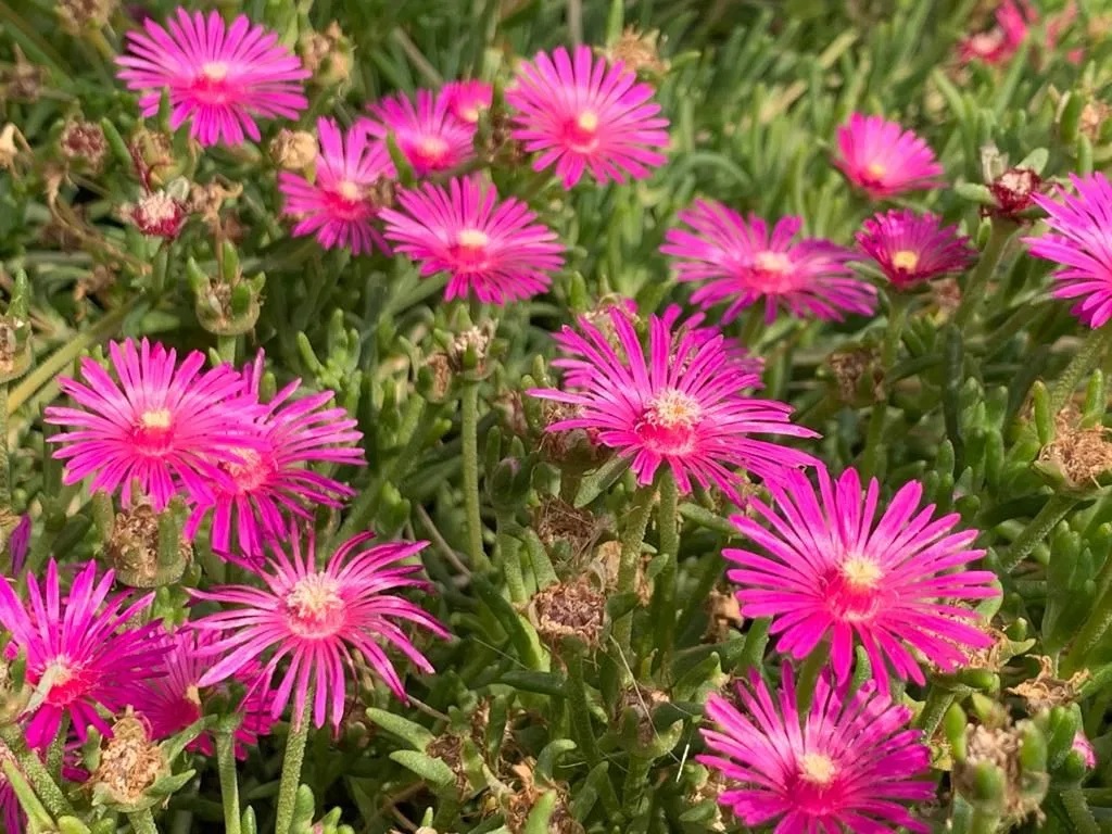 Stauden Mittagsblume