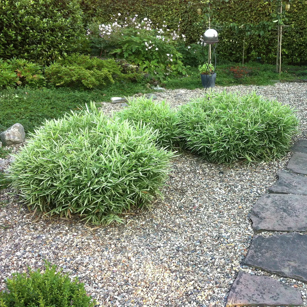 Zwergbambus Variegatus 