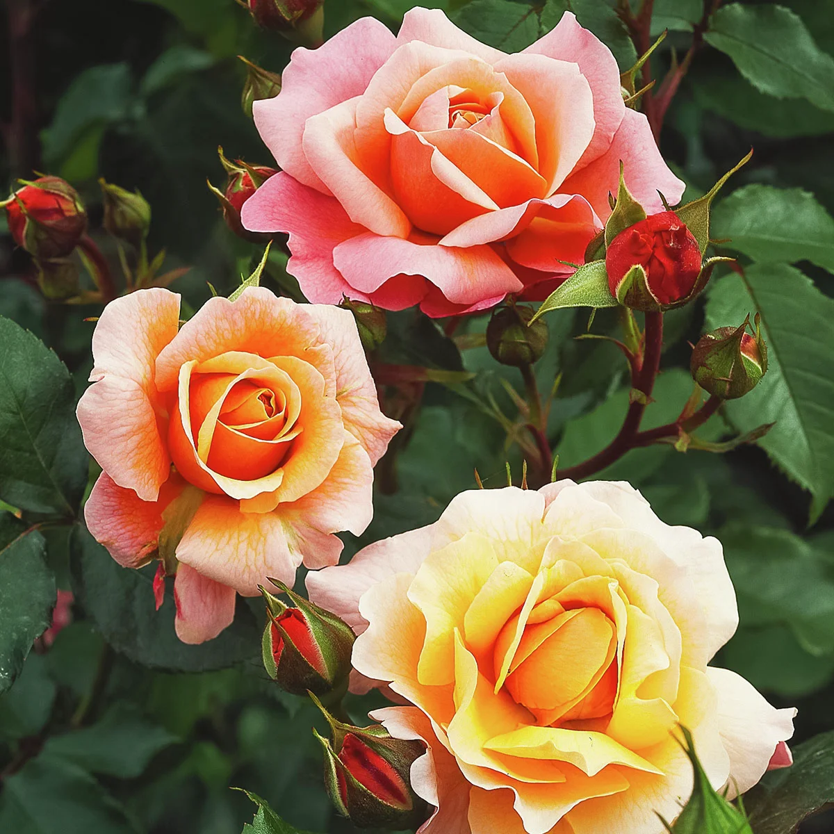 Beetrose Marie Curie®