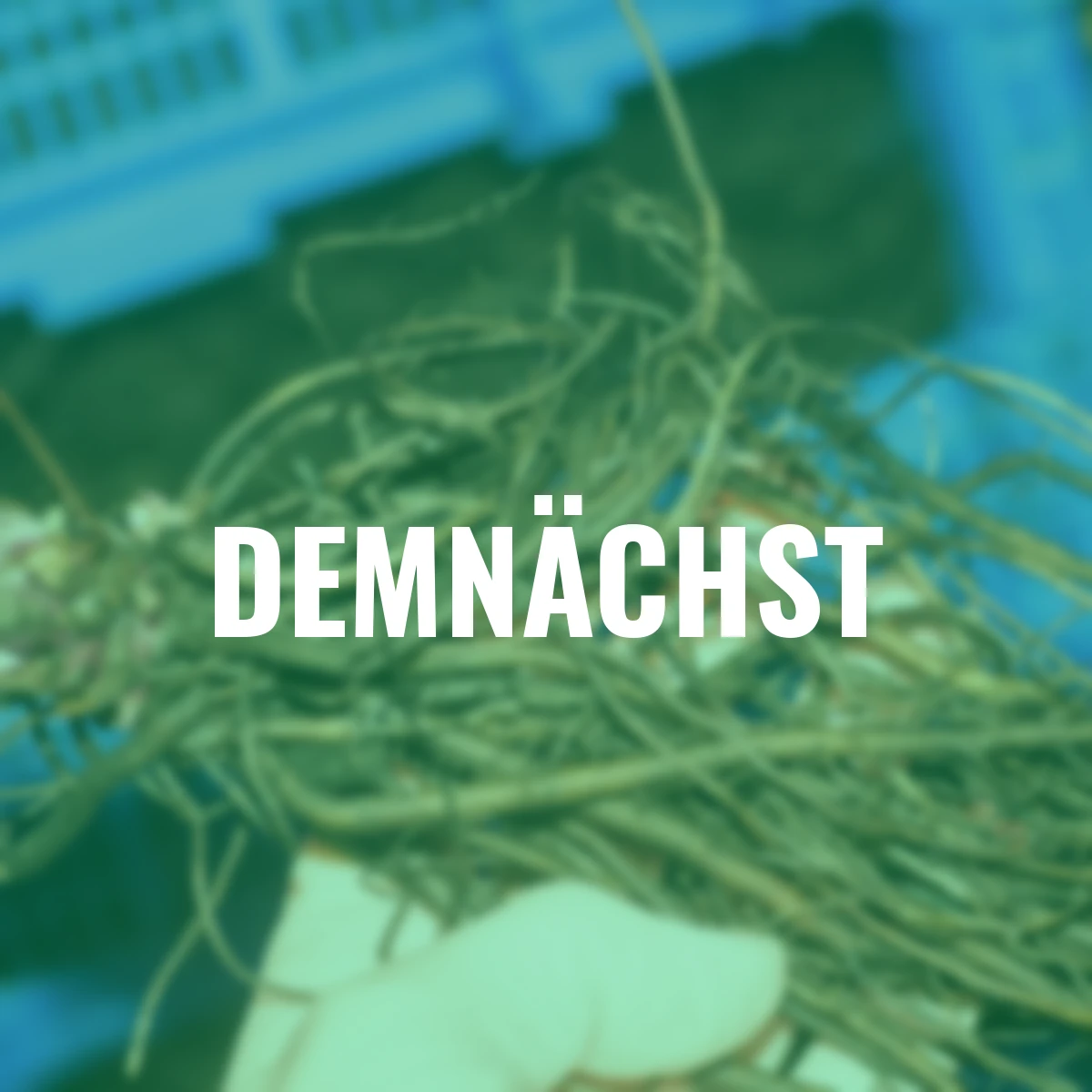 Kaukasus-Vergissmeinnicht Silver Heart®