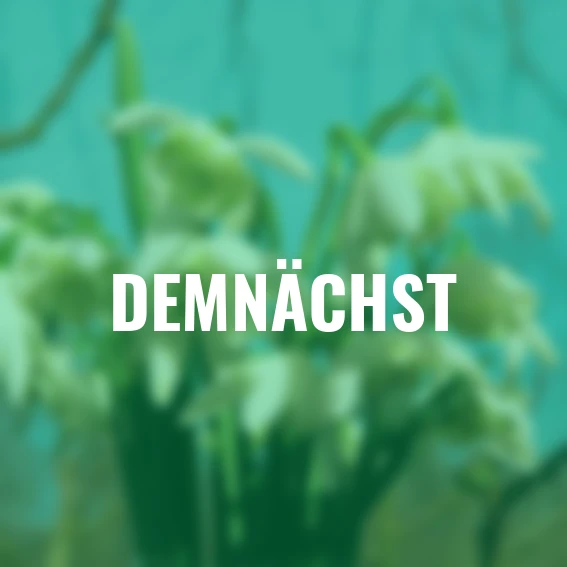 Schneeglöckchen, gefüllt