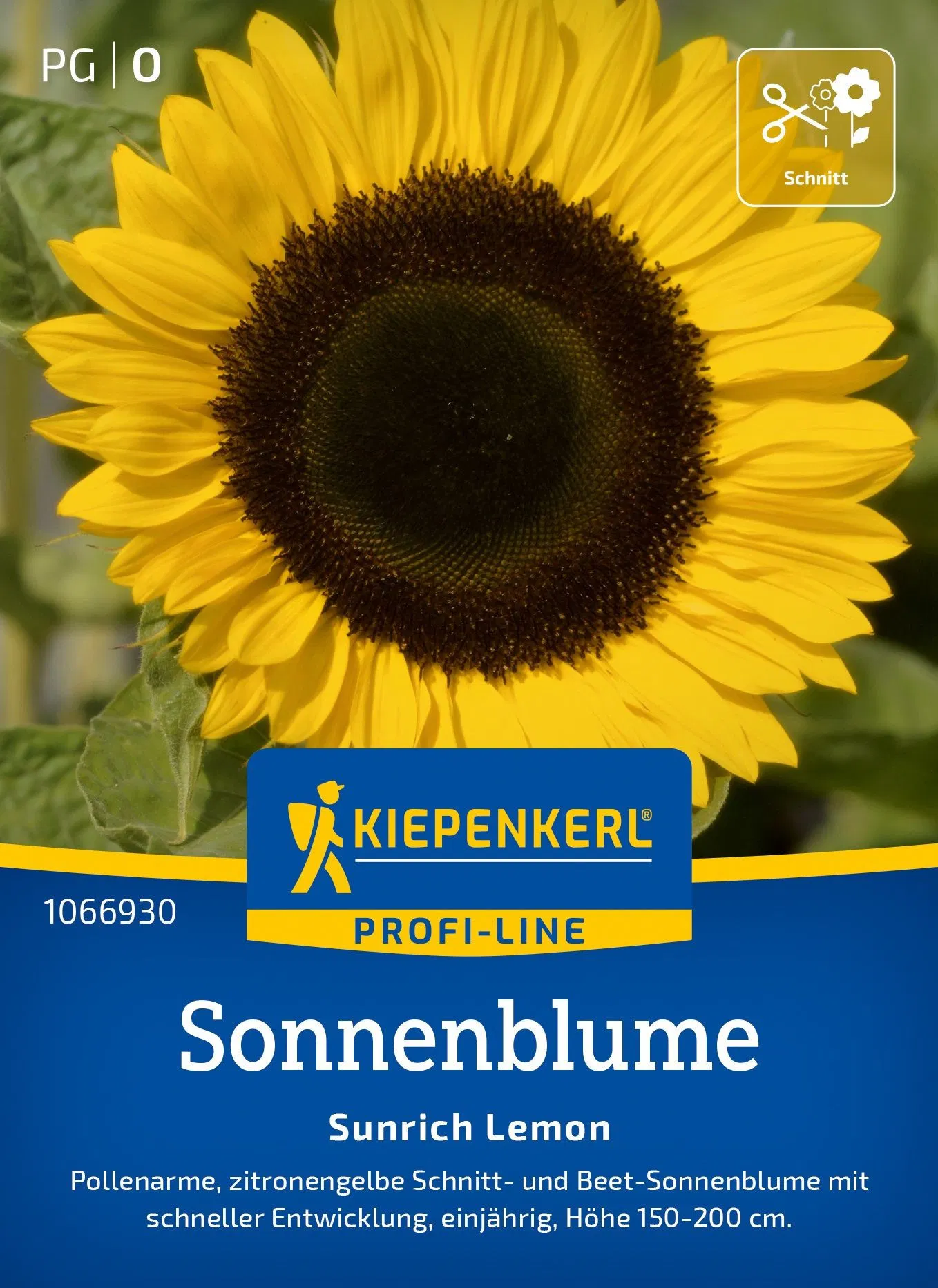Sonnenblume Sunrich Lemon