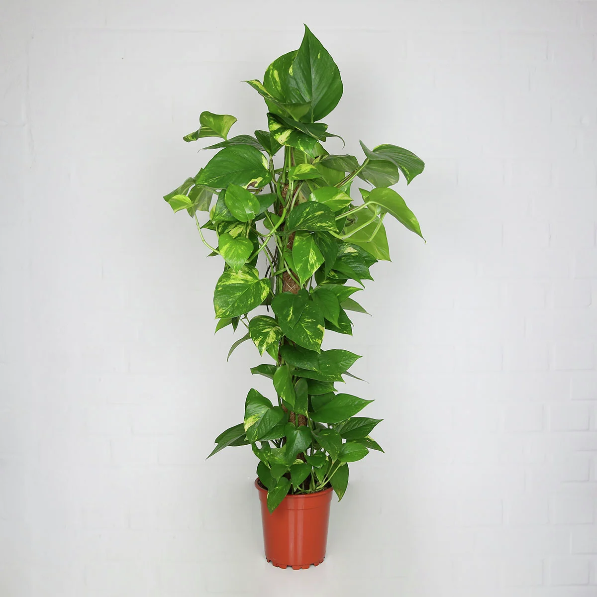Efeutute am Moosstab, im ca. 27 cm-Topf