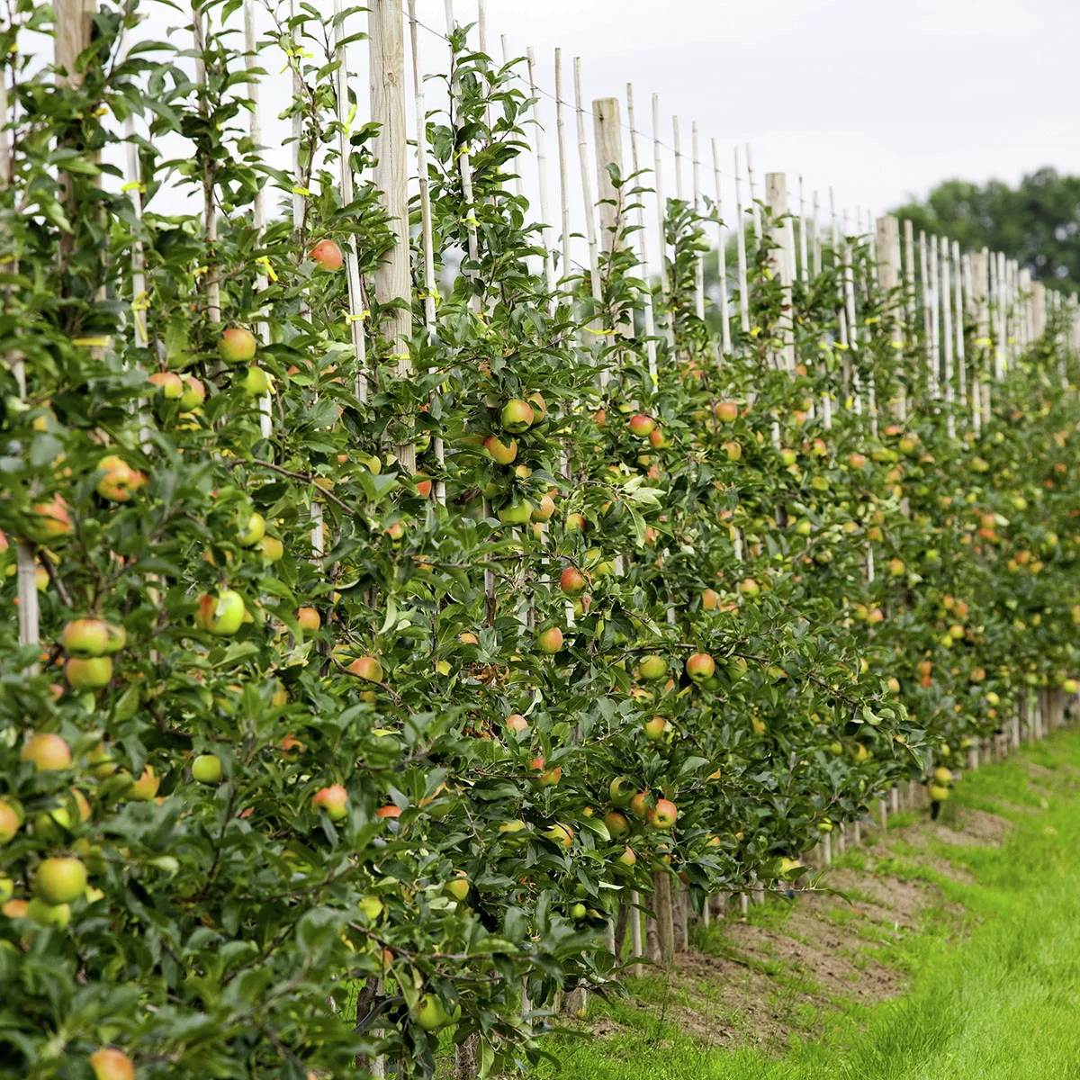 Säulen-Apfel Redcats®