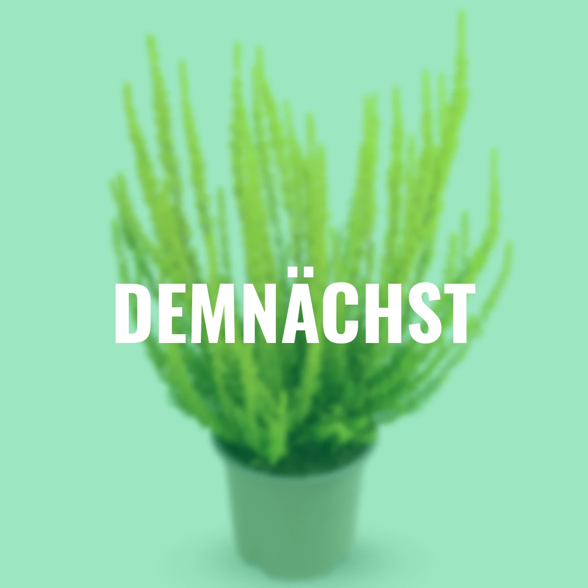 Knospenheide Gardengirls® Zelda, gelb