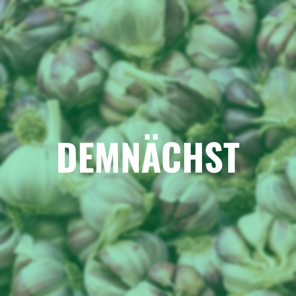 Knoblauch Morado, violetter spanischer, 250 g