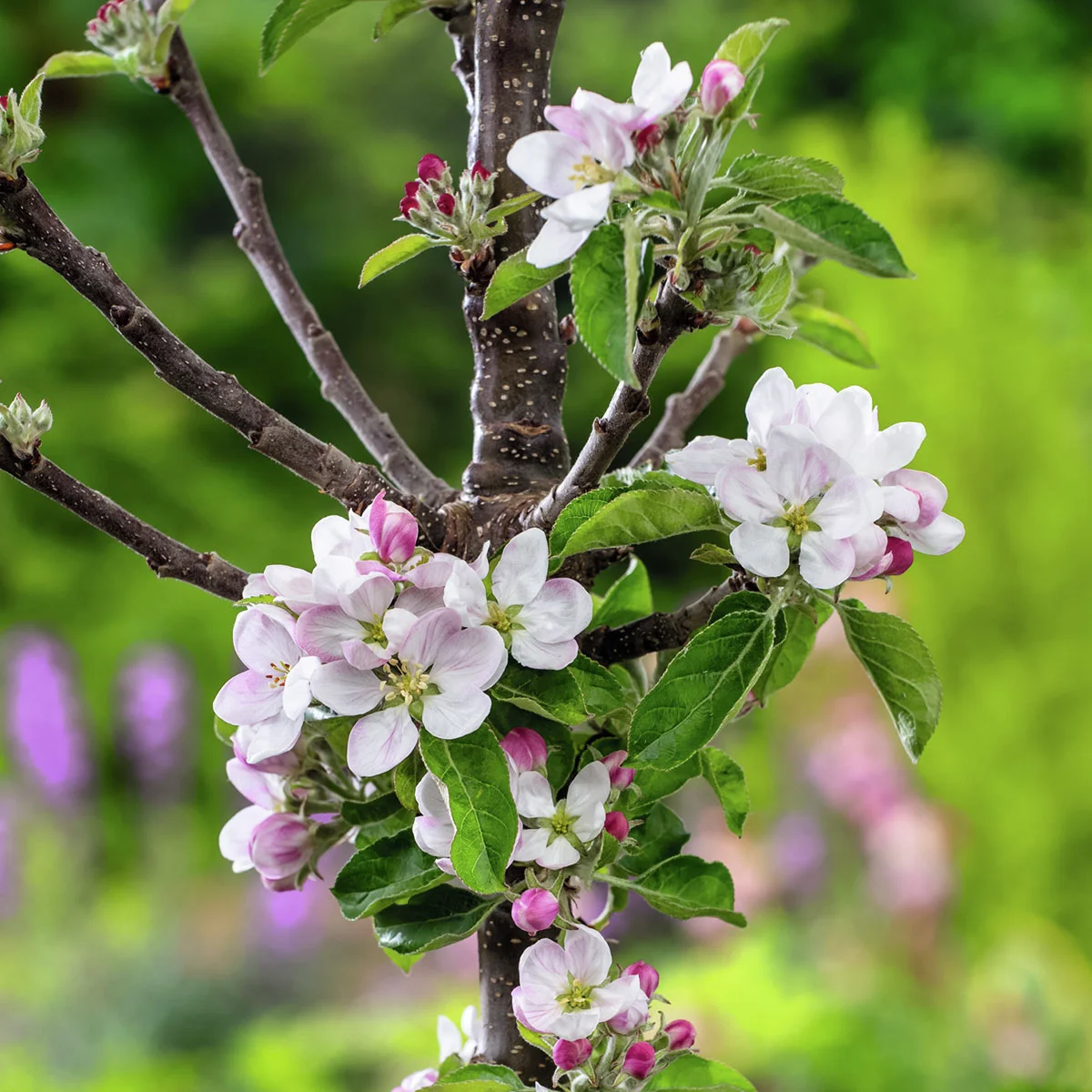 Säulen-Apfel Redcats®