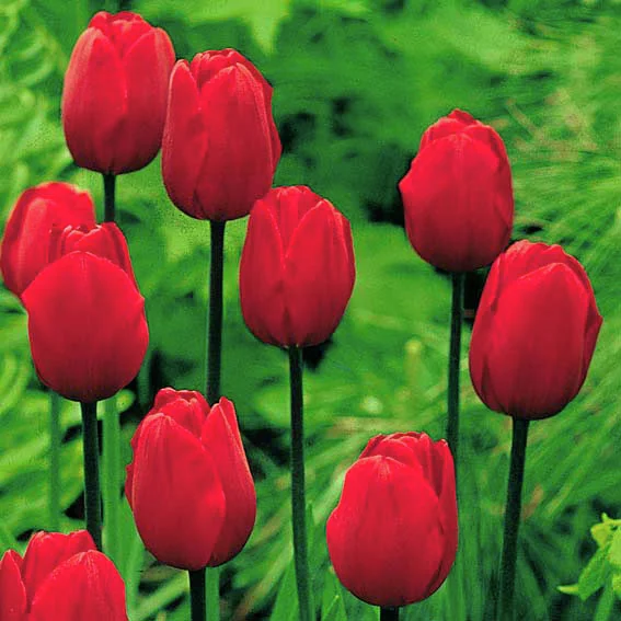 Tulpe Königsblut