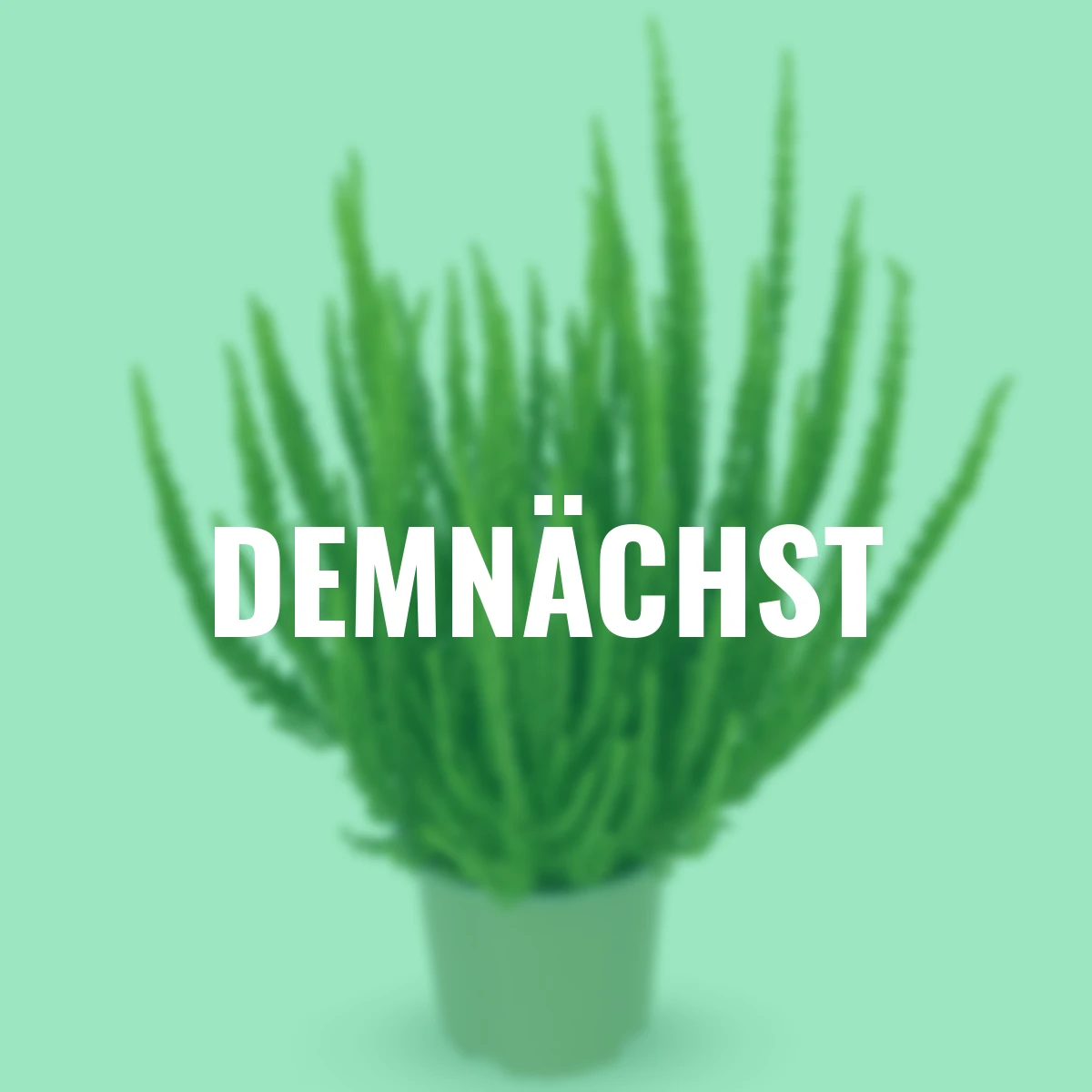 Knospenheide Gardengirls® Zelia, neon-grün