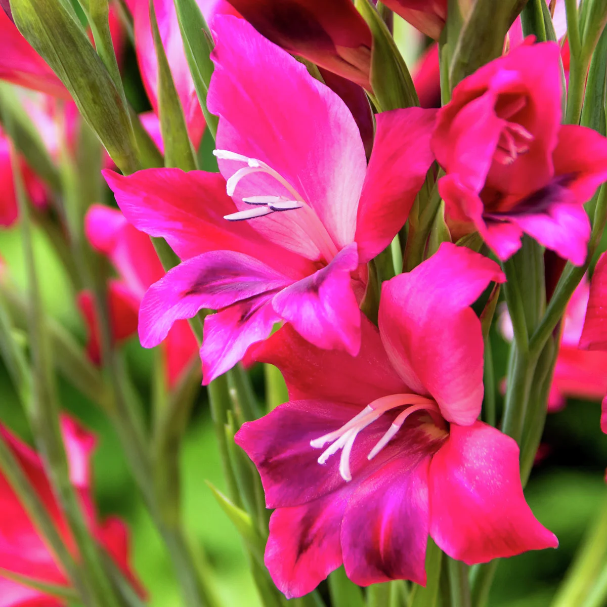 Winterharte Zwerg-Gladiole Vulcano