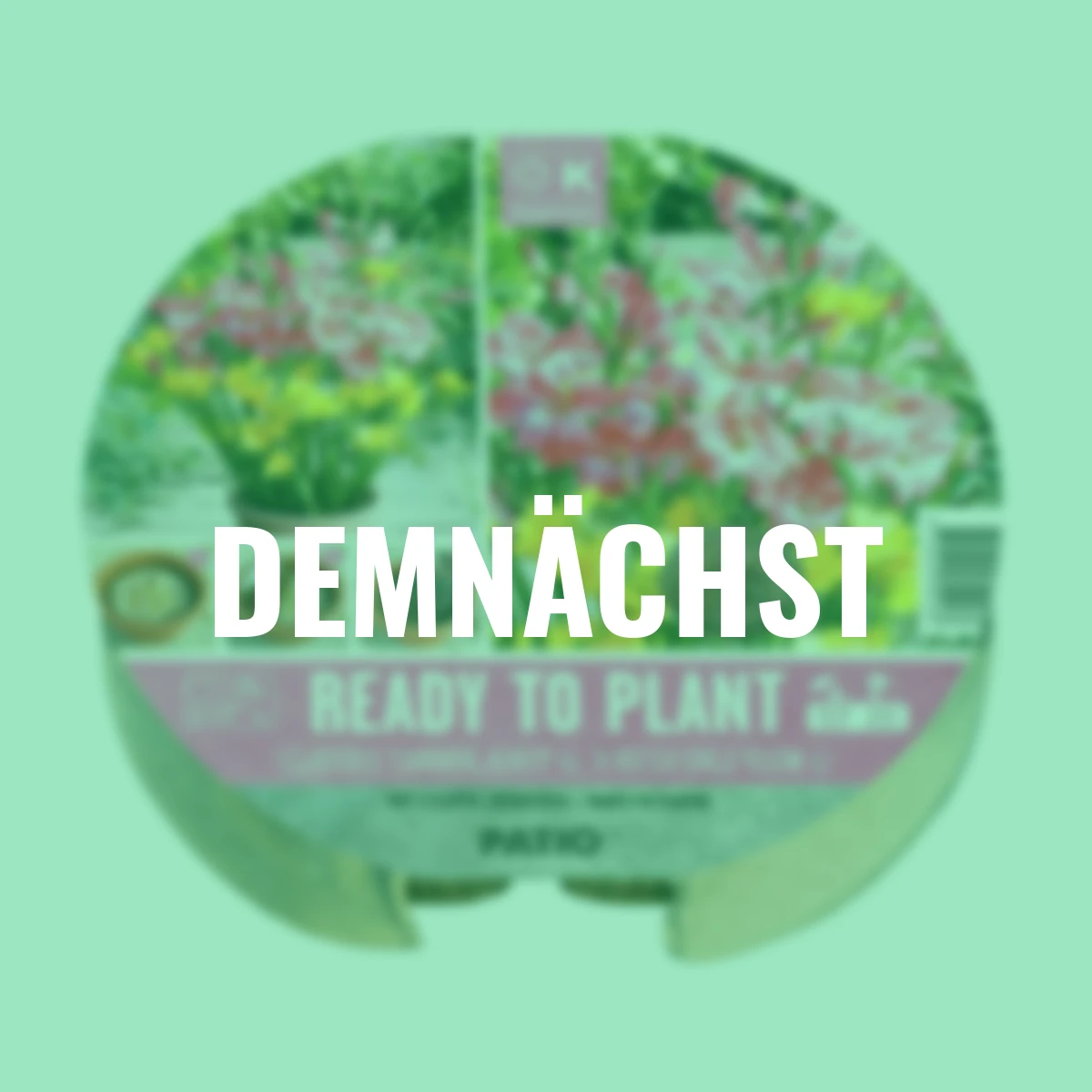 Pflanz-Tray Freesien & Gladiolen