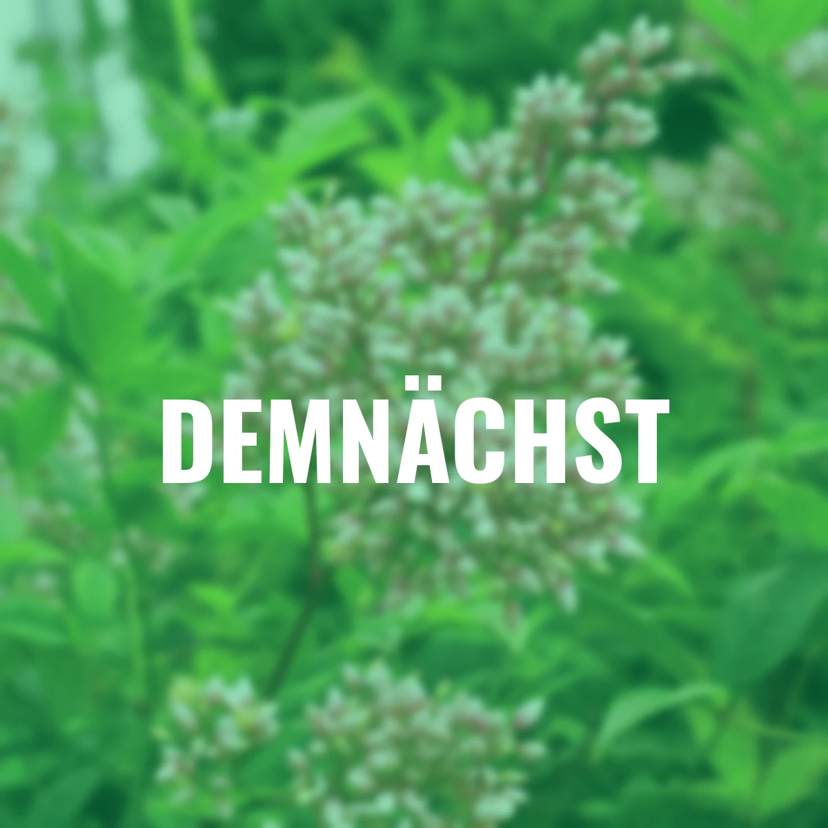 Heiliger Bambus Nandina