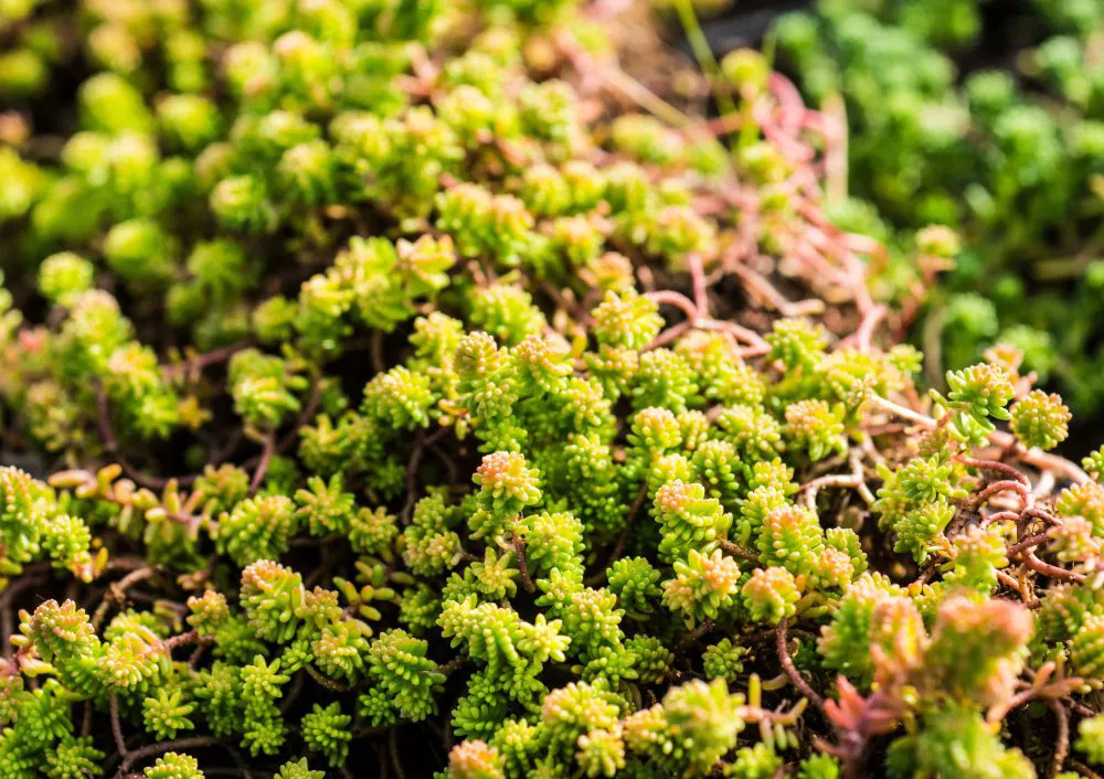 Milder Mauerpfeffer (Grüner Mauerpfeffer)