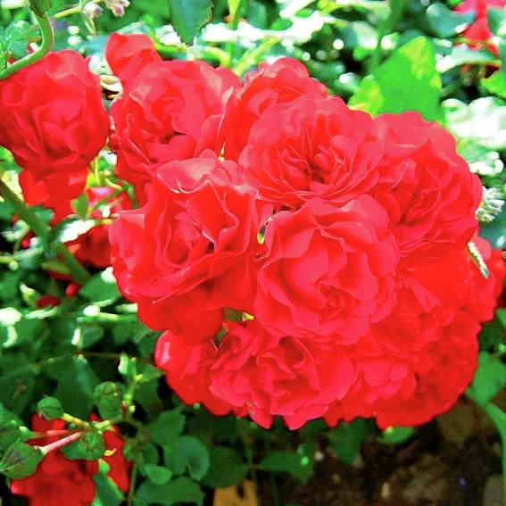 Bodendeckerrose Gärtnerfreude®, im ca. 17 cm-Topf