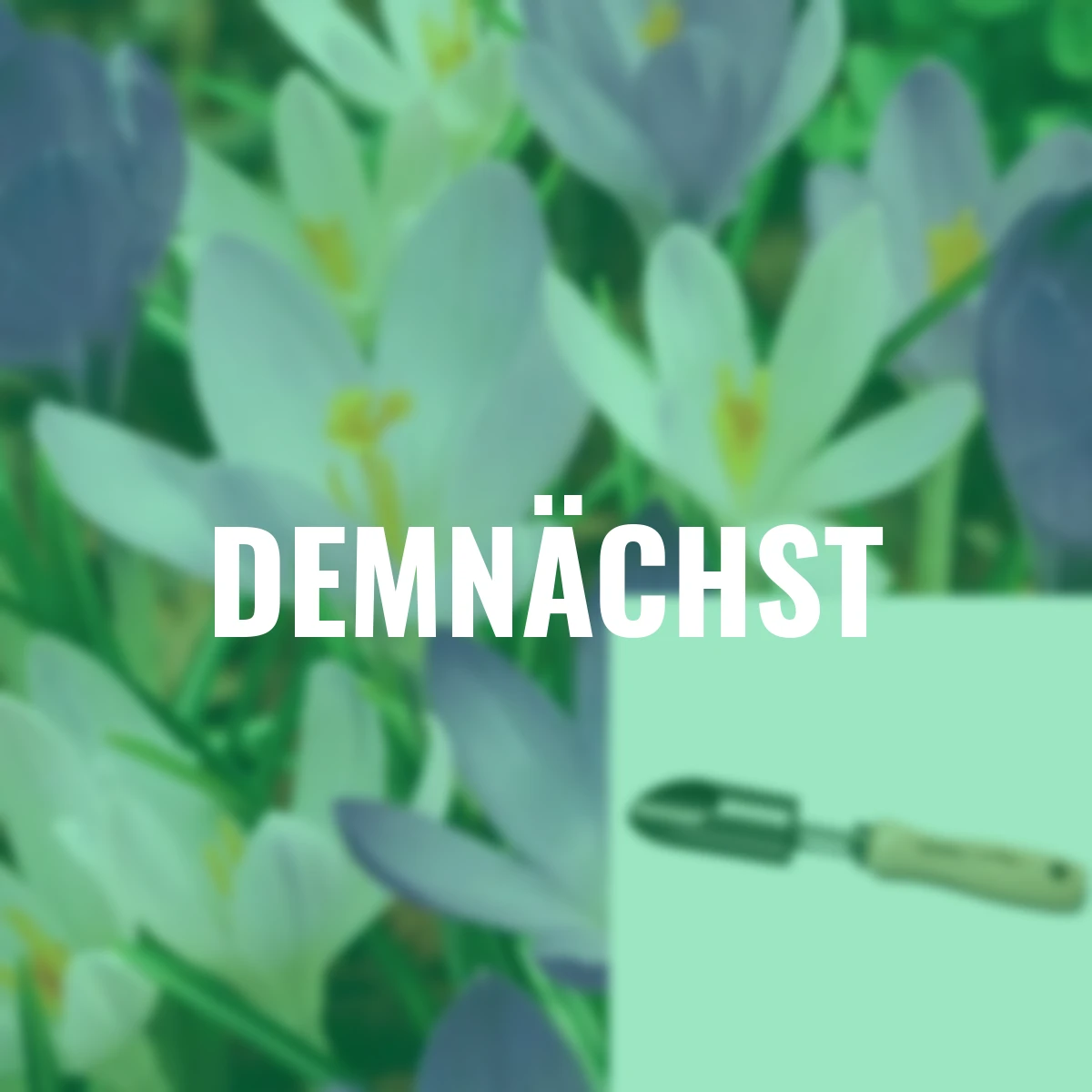 Krokus-Mischung + gratis Zwiebelpflanzer