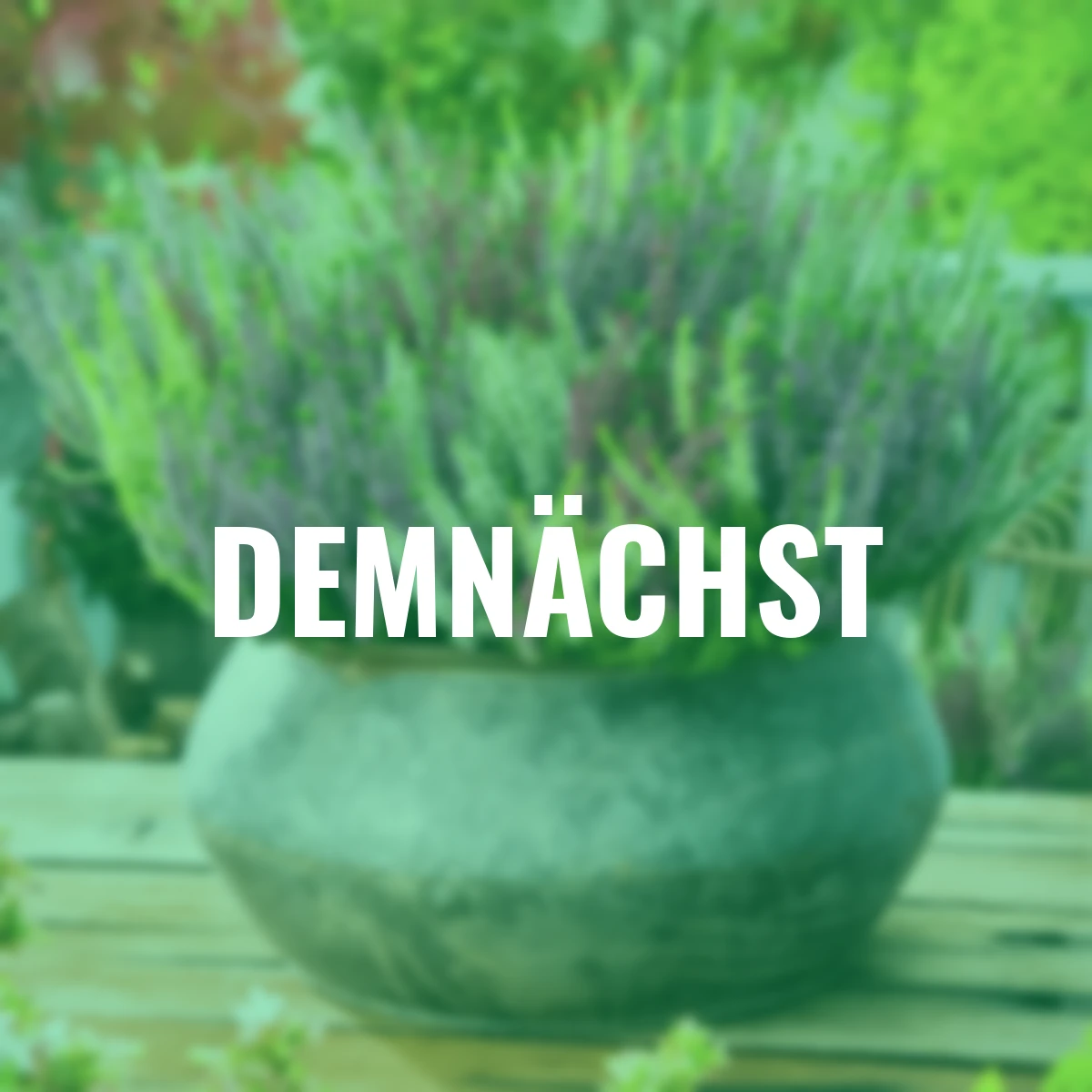 Set Knospenheide Gardengirls®, 8er-Set